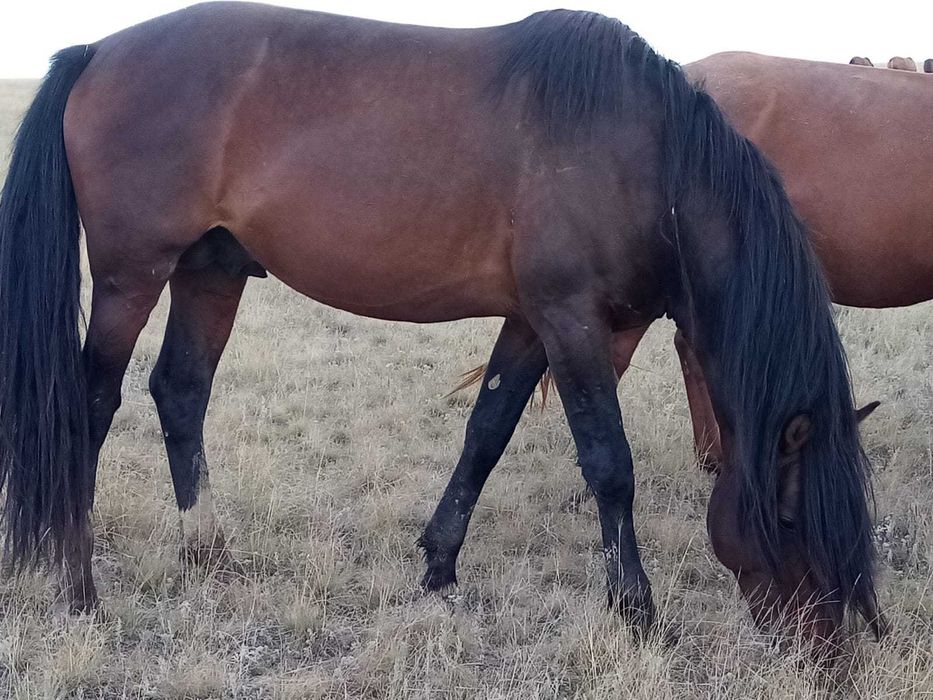 Продаётся крупный косячный жеребец, 5 лет,
