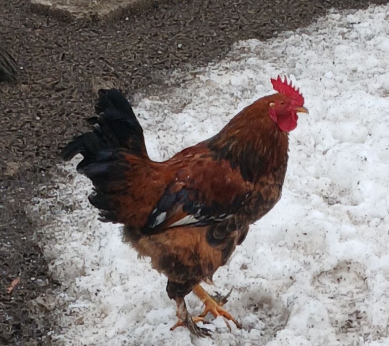 Vand 5 cocoși roșii