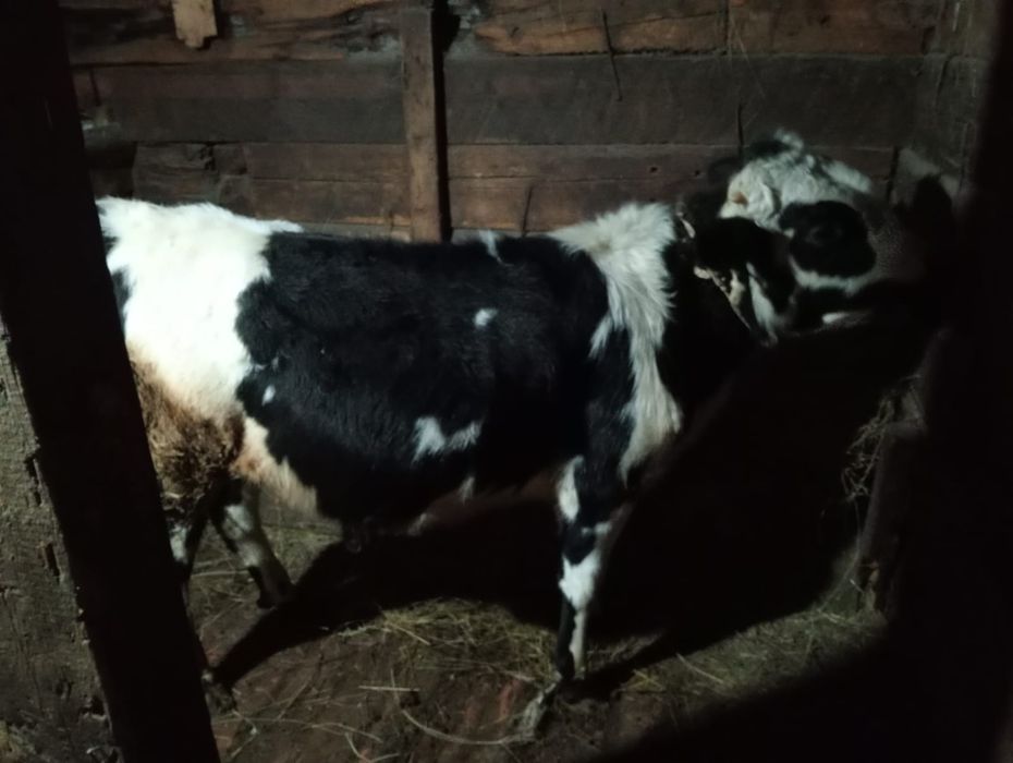 Продам 7голов бычок  оптом