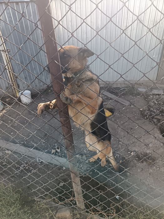 Продам собаку девочка