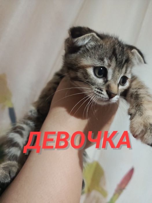 Срочно отдам котят