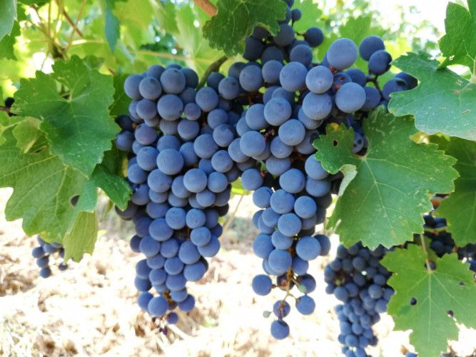 Грозде сорт Мерло за вино и ракия