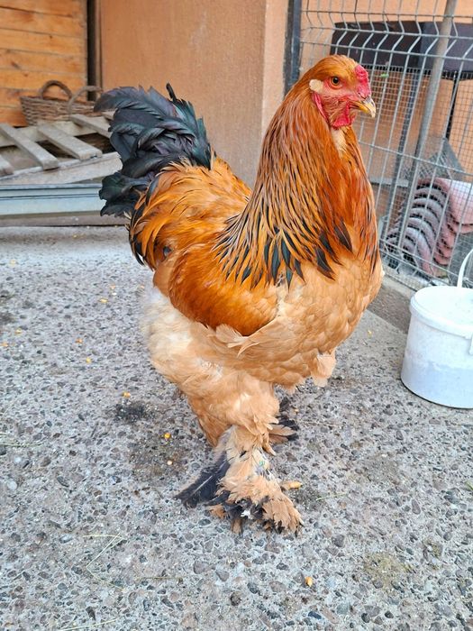 Oua brahma columbia pt incubat