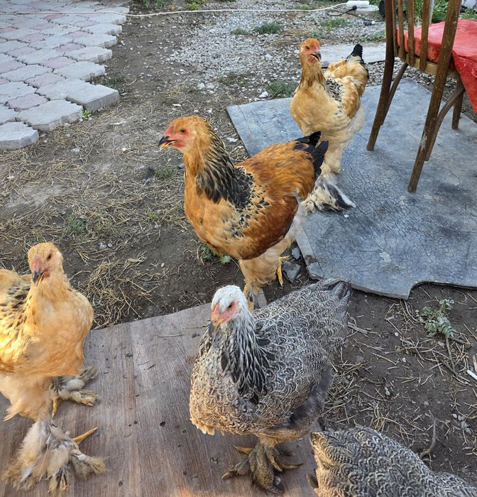 Продам полевую браму