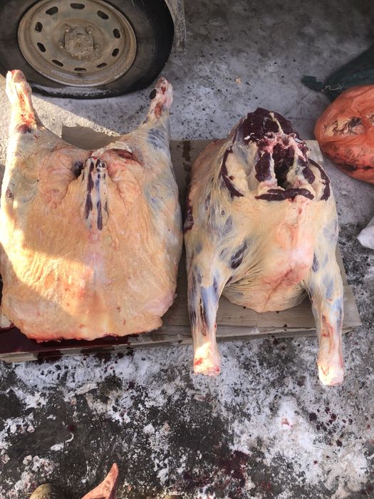 Семіз тайынша еті 170 кг