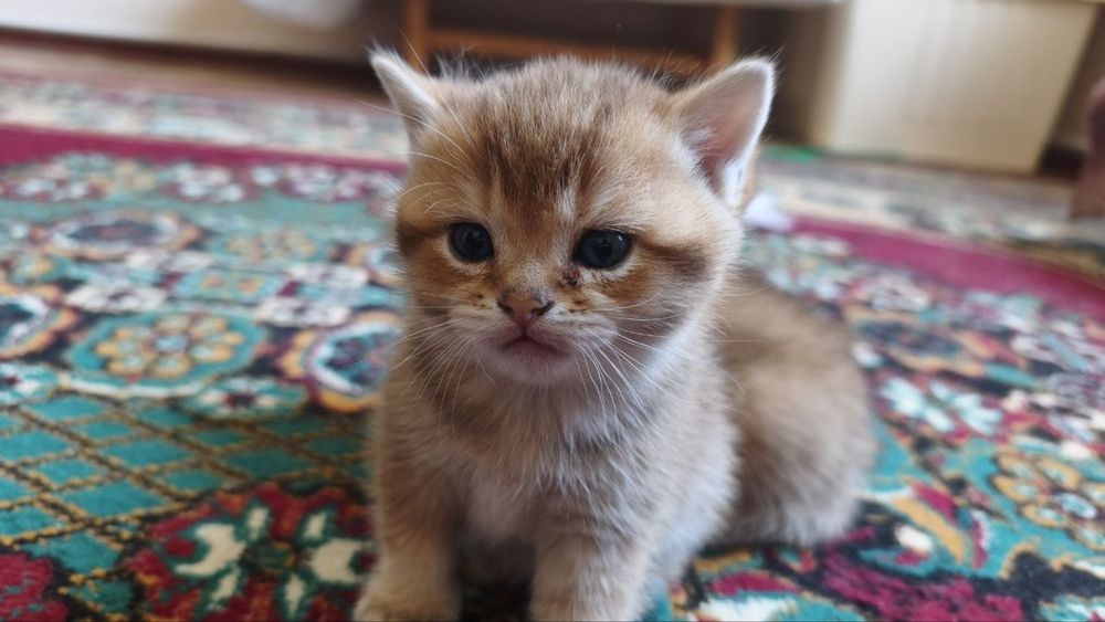 Продаются котята породы британская короткошерстная (золотая шиншилла)