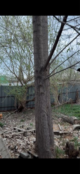 Спил деревьев на дрова