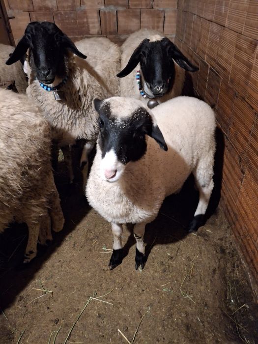 Продавам мъжко агне