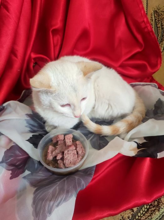 Котенок мальчик 4,5 месяца