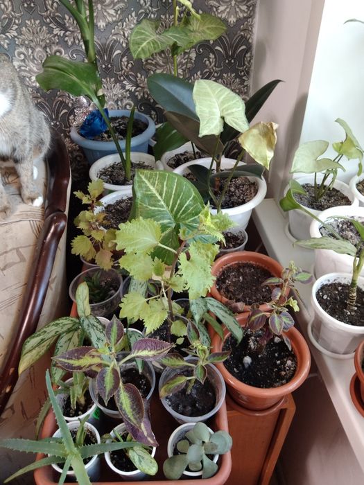 Цветы комнатные не дорого