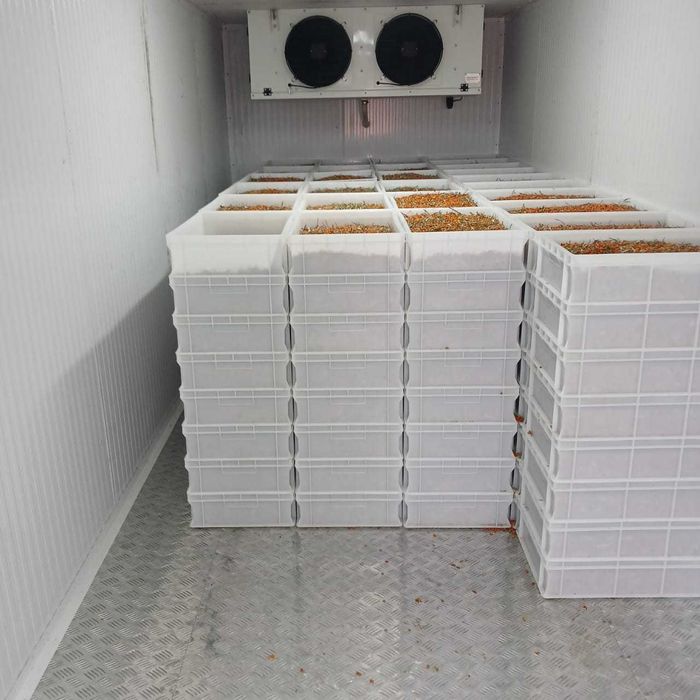 Продажа ягод облепихи, оптом