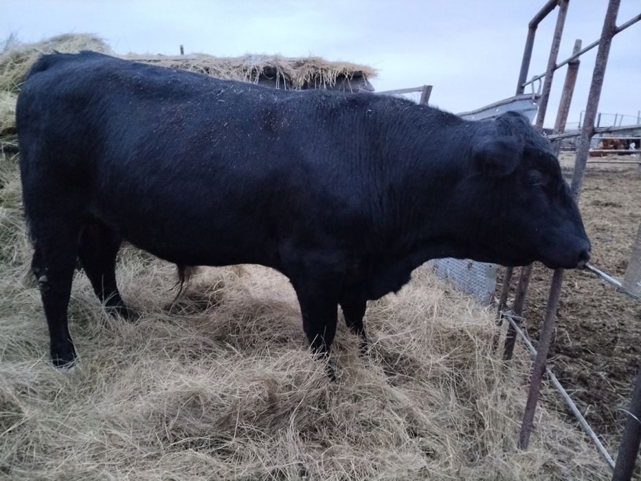 Продам бычков на племя