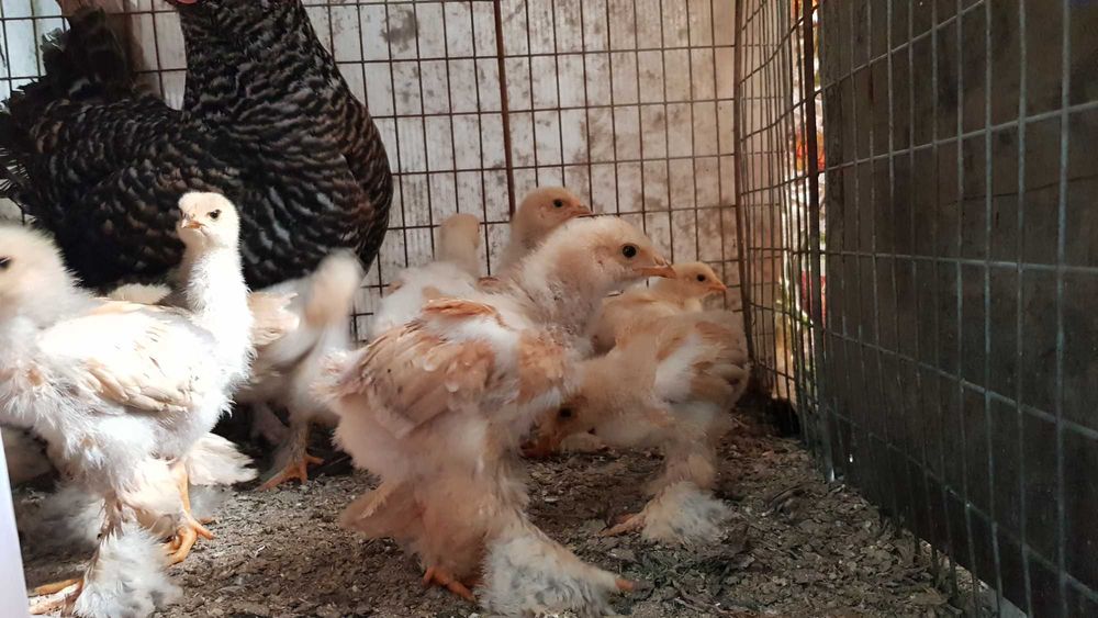 Ouă brahma pentru incubat