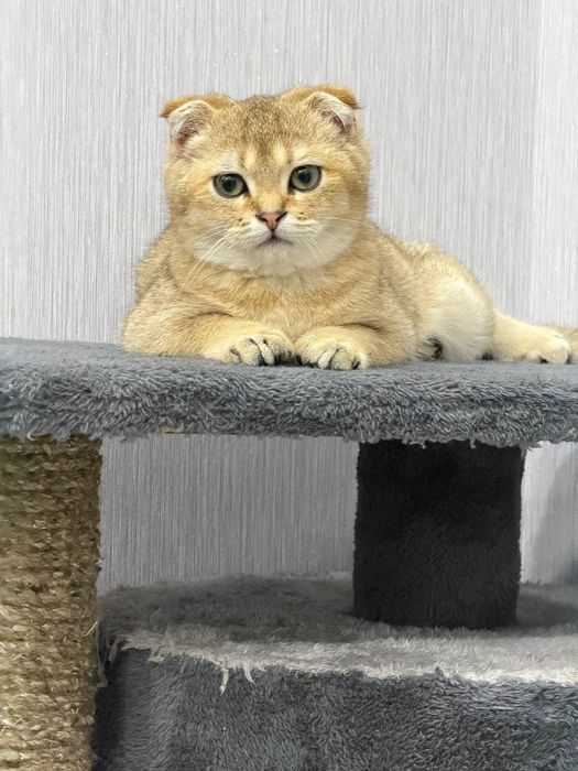 продаётся Породистая кошка  Золотая шиншилла
