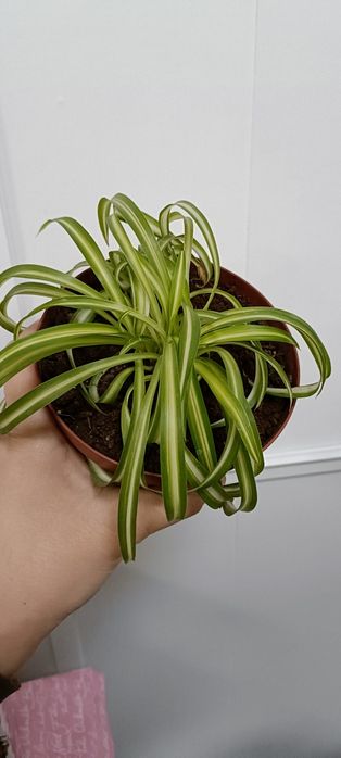 Хлорофитум:2500 тенге