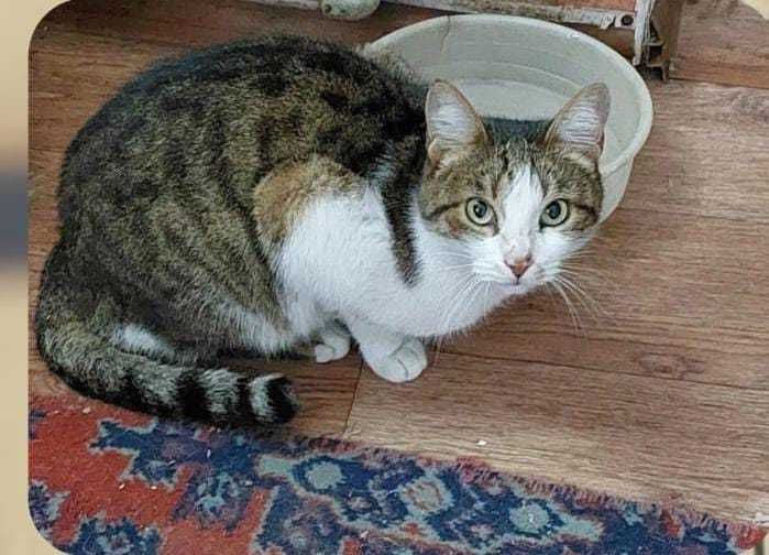 Кот и кошка в добрые руки