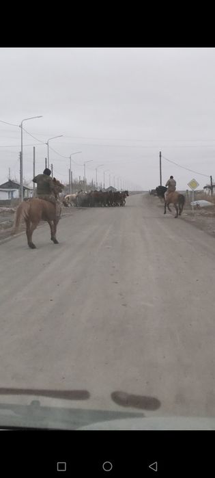 Продам лошадь (Мерин)