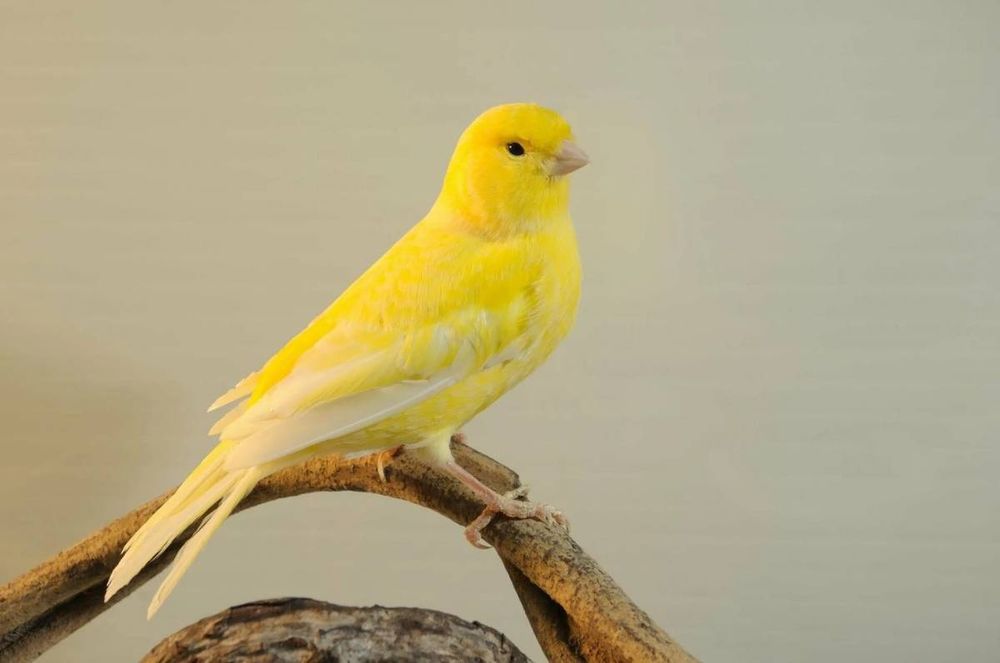 KANAREKA 2 yoshli  har xil ranglari bor tayori .