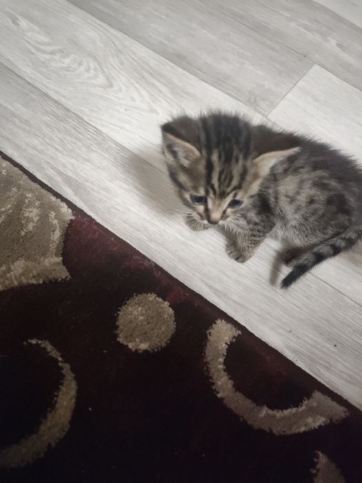 Отдам Котят В Добрые Руки