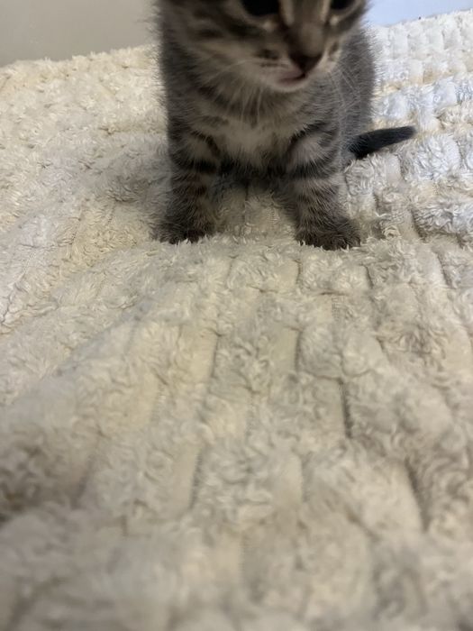 Котята породистые