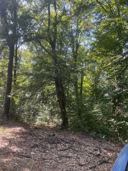 Domeniu forestier 50 ha | Priveliști spectaculoase | La 1 oră de București | Investiție unică
