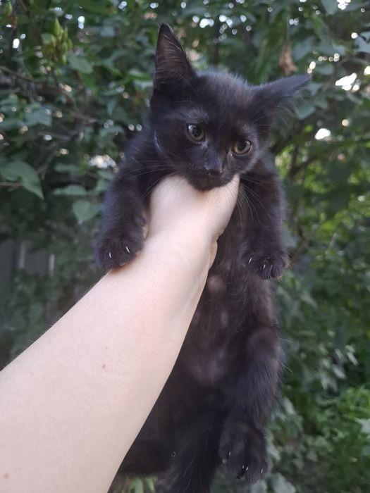 Кошки животные бесплатно