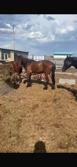 Продам лошадей. Петропавловск