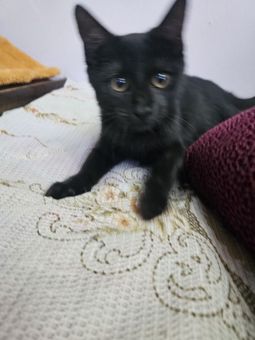 Котенок мальчик...