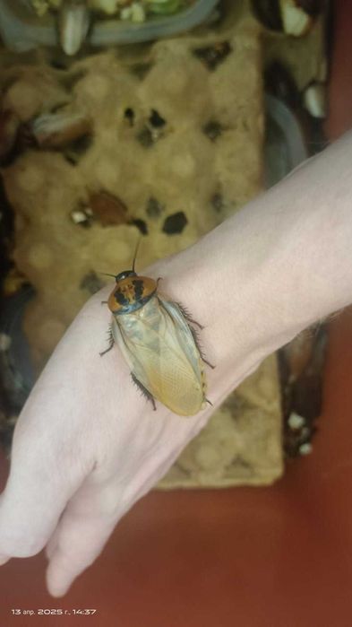 Кормовой Шеститочечный таракан