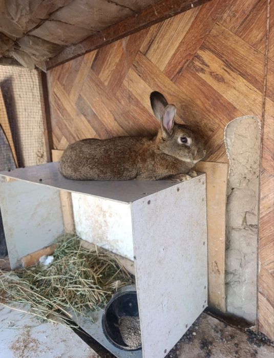 Qizbola quyon sogʻlom