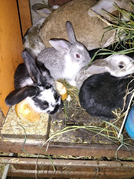 Продам кроликов от 2500