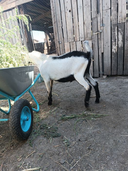Продам козла альпийского.