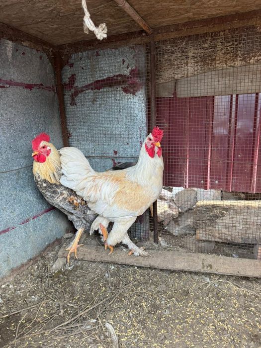 Срочно срочно продается петухи