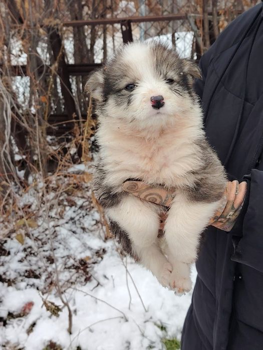 Отдам щенков в добрые руки