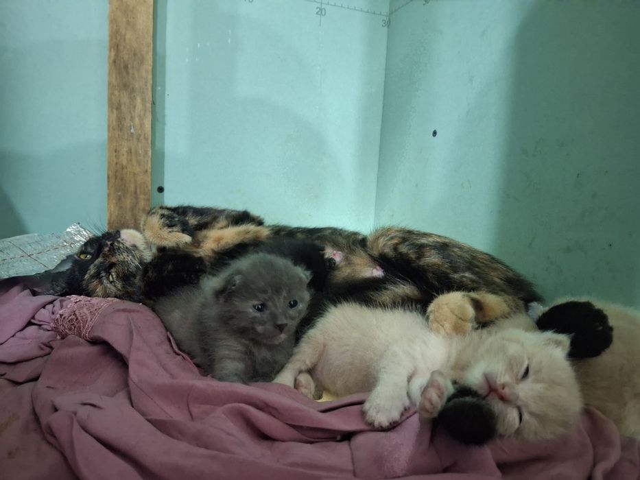 Отдам котят в добрые руки