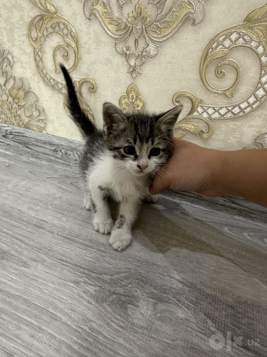 Продаются шотланские веслоухие котята