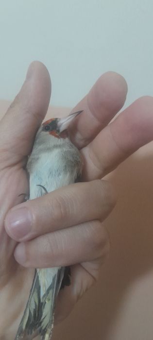 Сава Норчи сотилади яхши сайриди