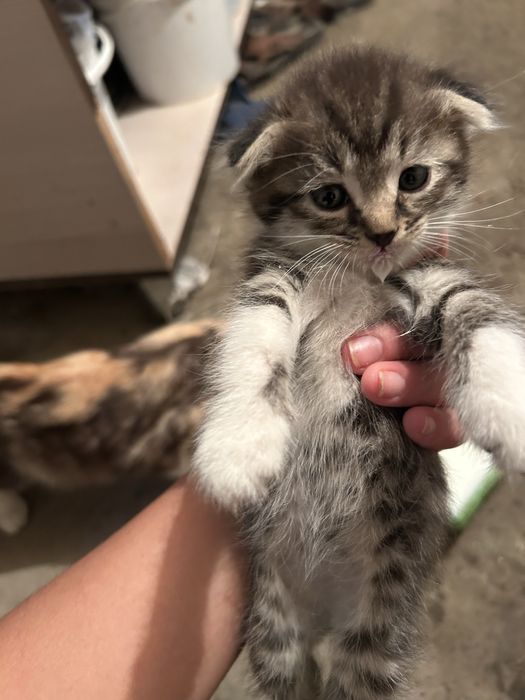 Котята веслоухие
