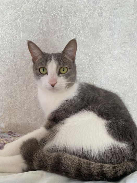 Кошечки в добрые руки!