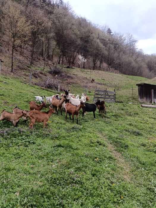 Vand 20 capre alpina franceza si saanen