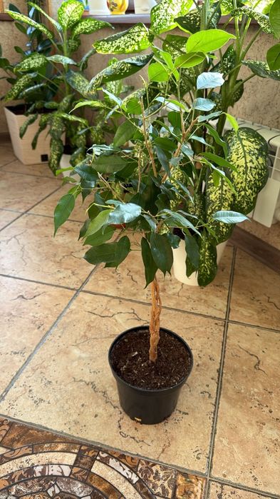 Цветы,  комнатные растения