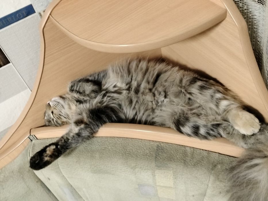 Срочно отдам кошку