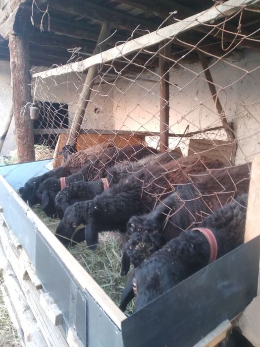 Ona bola qozoqi quylar