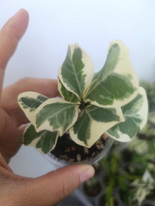 Продам сортовые фикусы