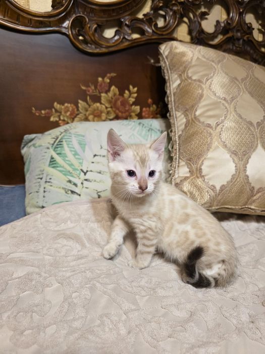 Бенгалски котета