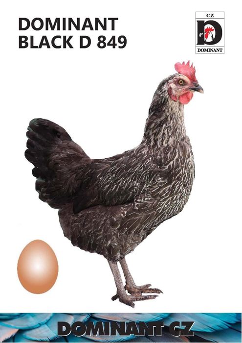 Новопронесли кокошки носачки, снасящи цветни яйца 6  МЕСЕЧНИ