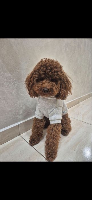 Продават се момче и момиче пуделчета на 55 днн с първа ваксина