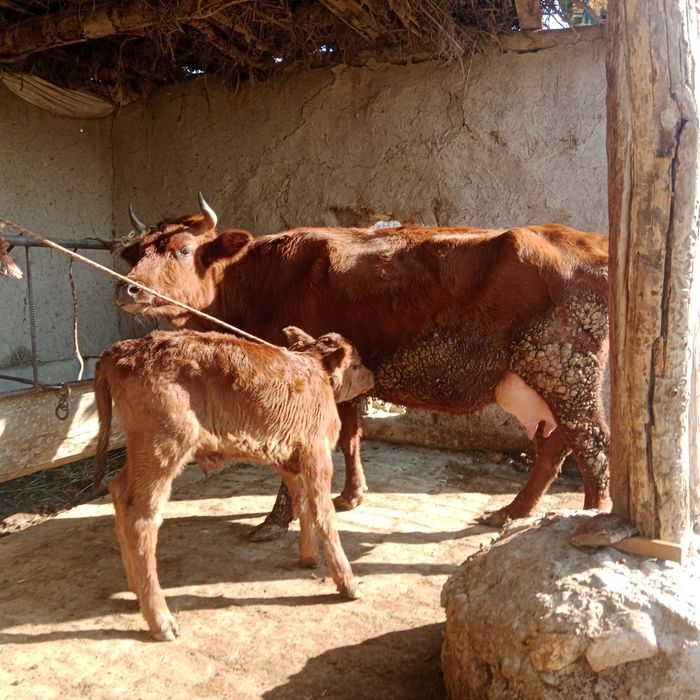 Ona bola sigir sotiladi yeb ichishi zoʻr parodali eston2