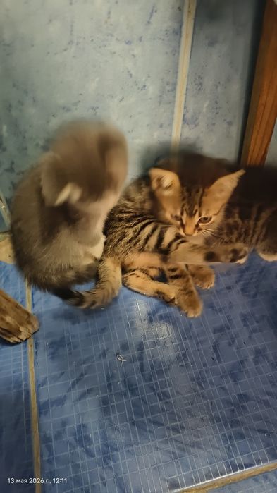 Отдам бесплатно в хорошие руки