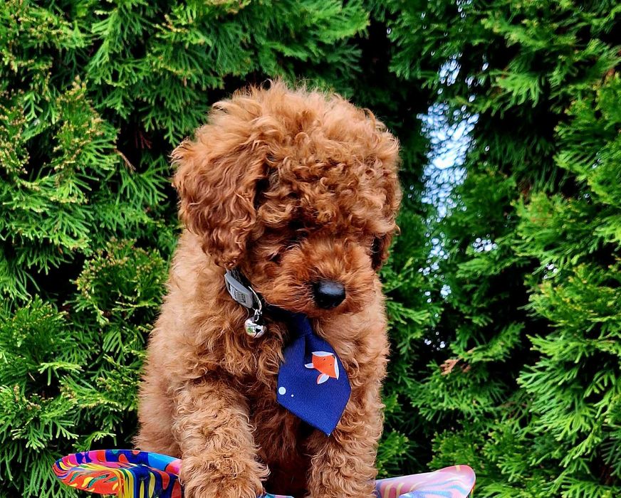 Той пудел , прекрасно момченце